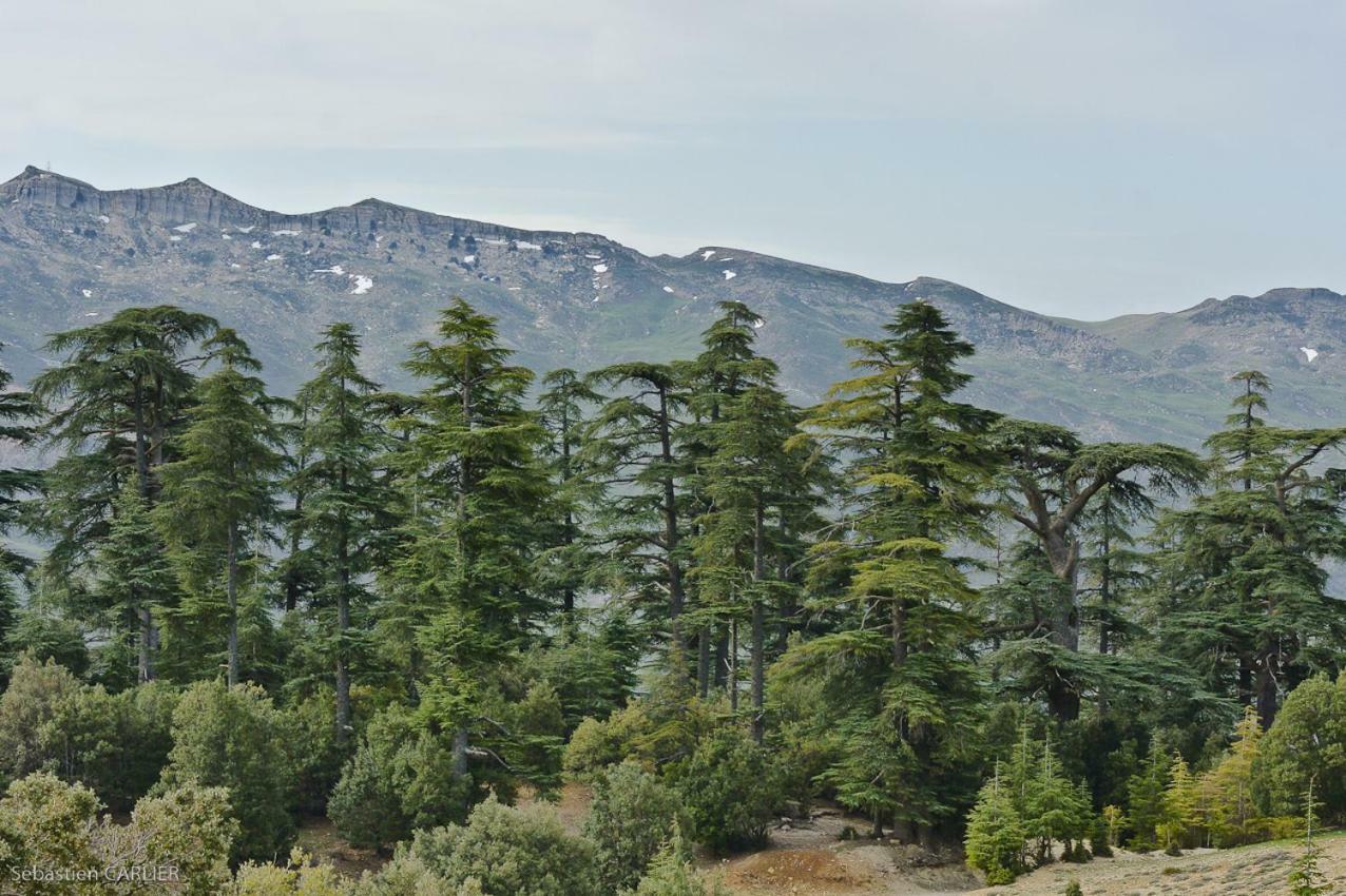 Appartement Un havre de paix à Ifrane à Ifrane  Extérieur photo